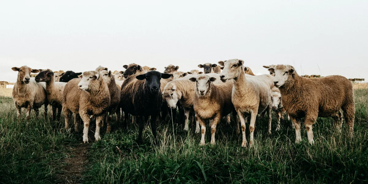 Que veut dire mouton de Panurge ?