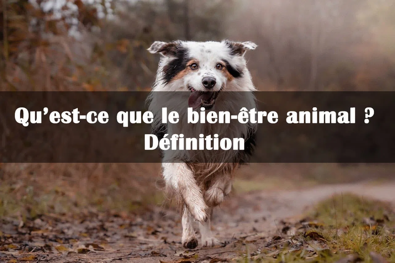 Qu'est-ce que le bien-être animal ? Définition