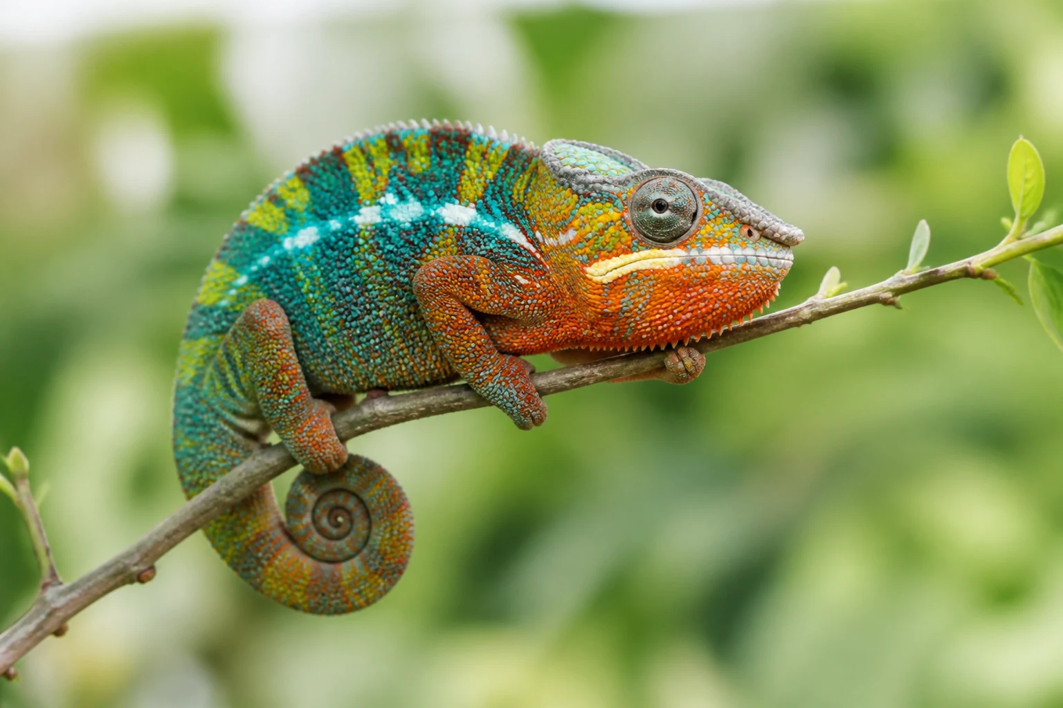 Caméléon vert perché sur une branche, un oeil tourné vers l'objectif