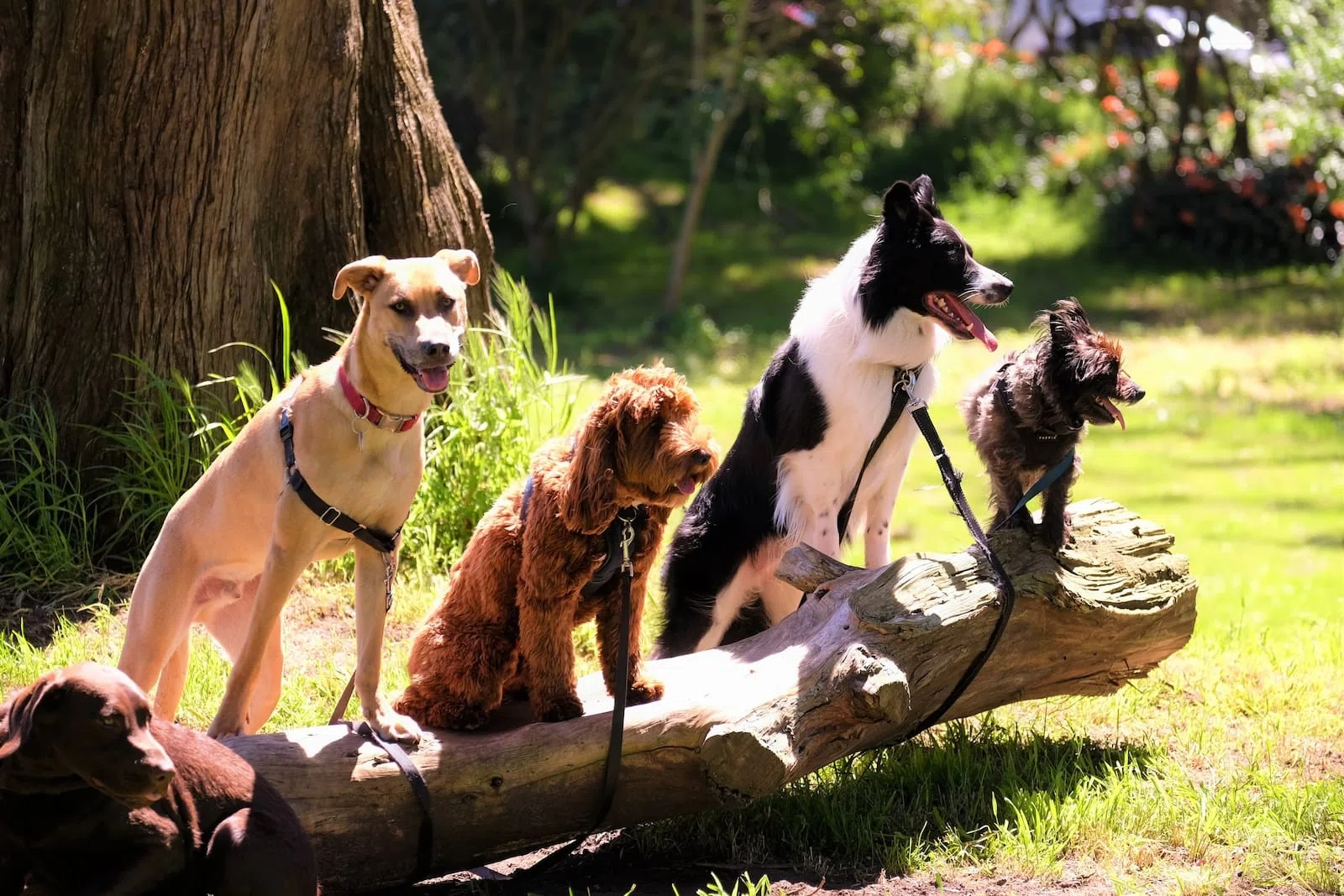 Qu'est-ce qu'un chien de race ? Le LOF ?