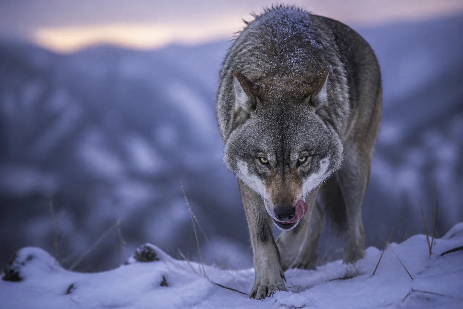 Que signifie vraiment « avoir une faim de loup » ? Définition et explications