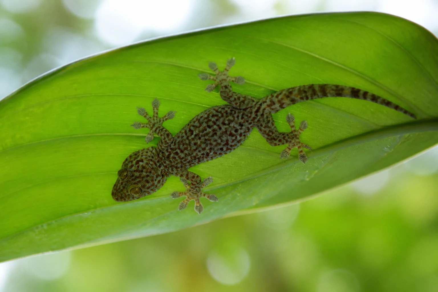 Gecko aux doigts adhésifs agrippé à une surface lisse la nuit
