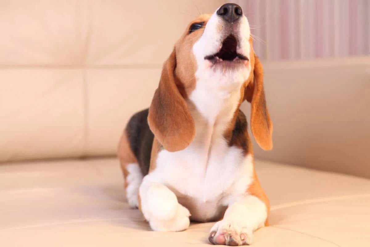 Comment apprendre à votre chiot à ne plus aboyer intempestivement ?