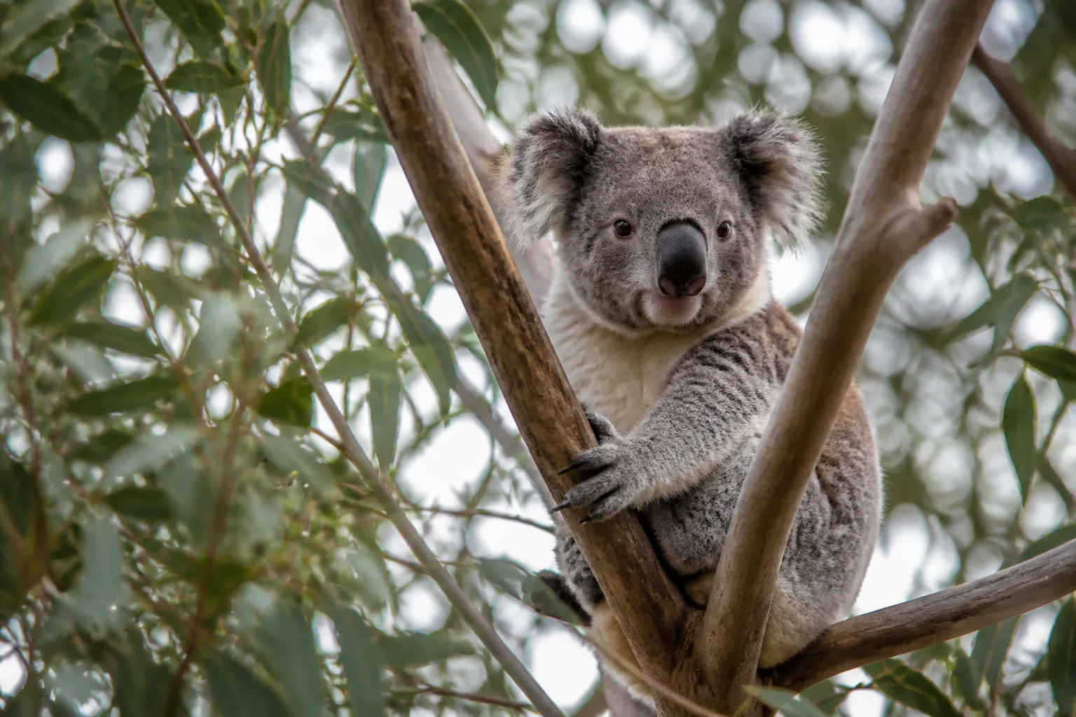 Un koala accroche a une branche d'eucalyptus en Australie