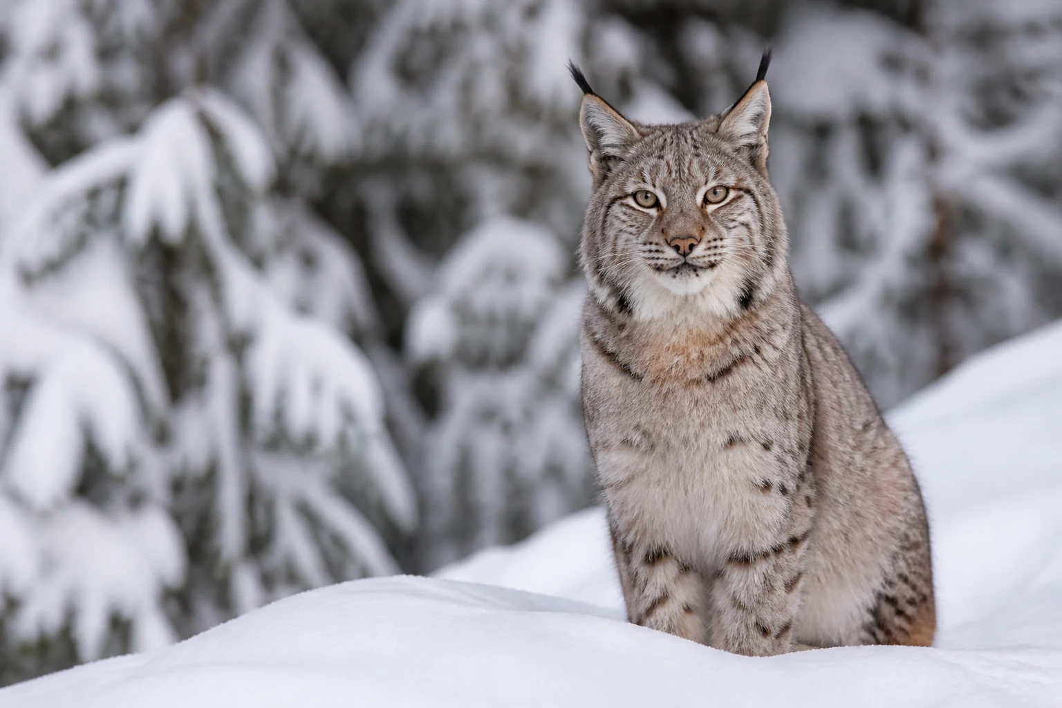 Un lynx boréal au pelage tacheté et aux oreilles à pinceaux dans une forêt