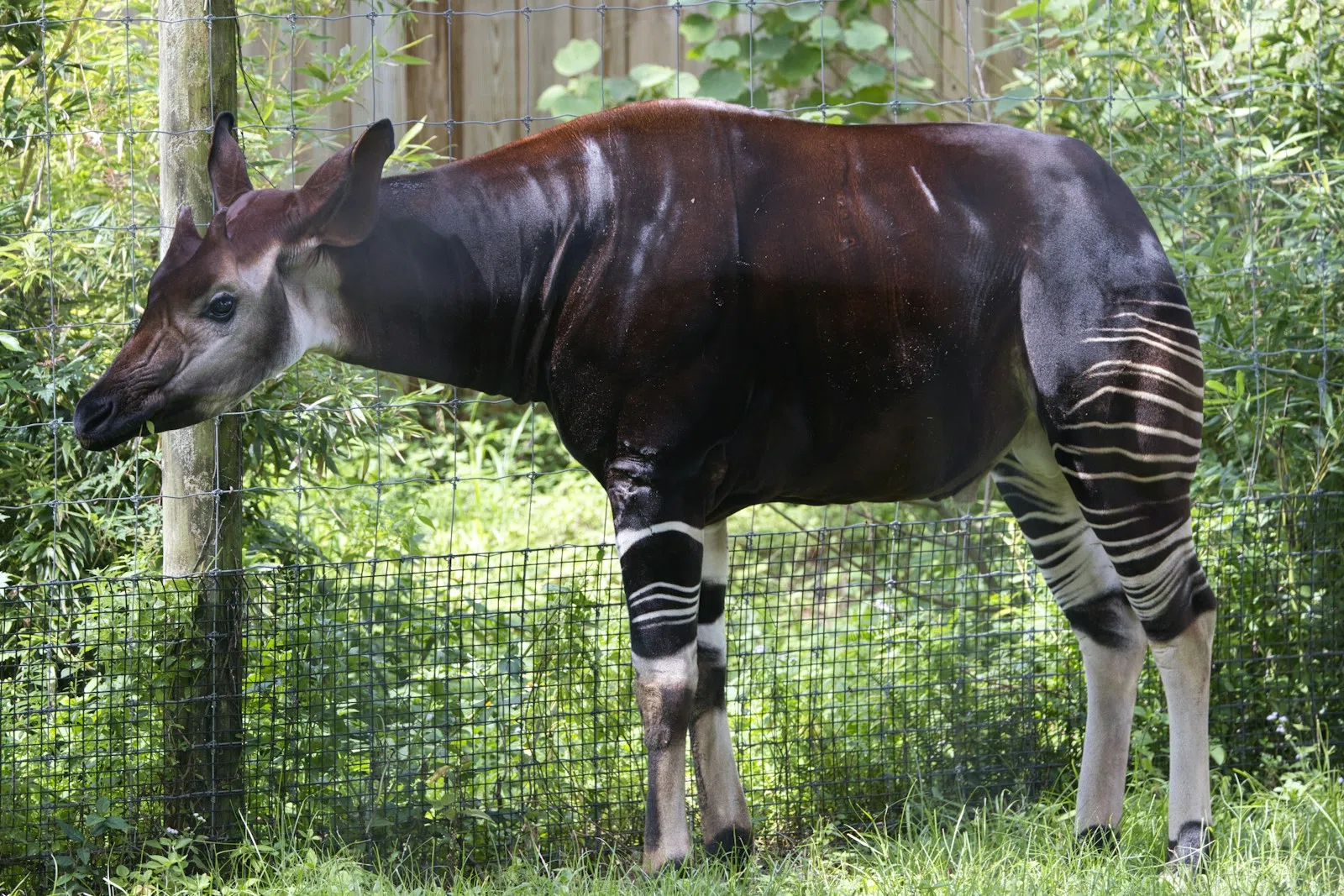 Qu'est-ce qu'un okapi ? Définition
