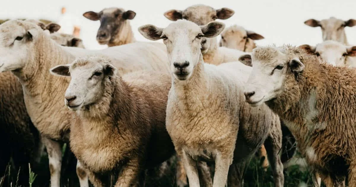 Le piétin du mouton : quèsaco ?