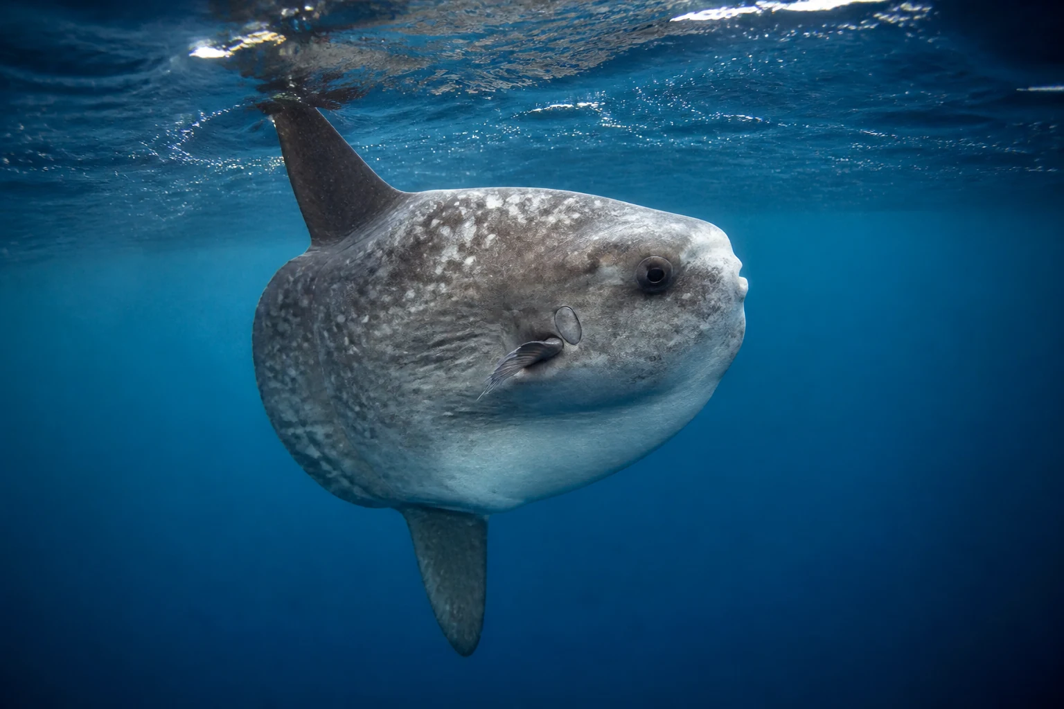 Poisson-lune ou môle nageant en haute mer, son grand corps aplati et argenté vu de profil