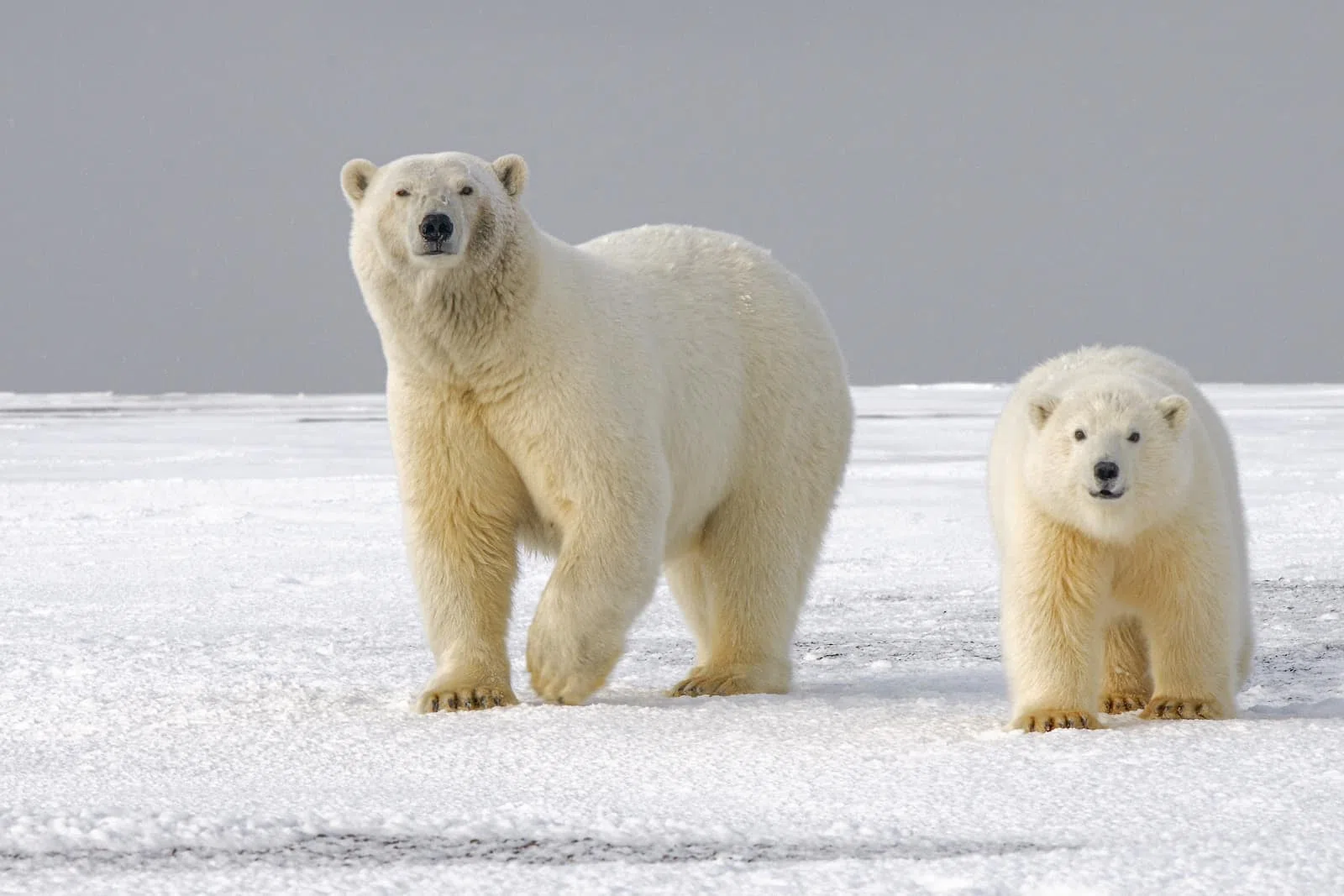 Pourquoi les animaux sont en voie de disparition ?