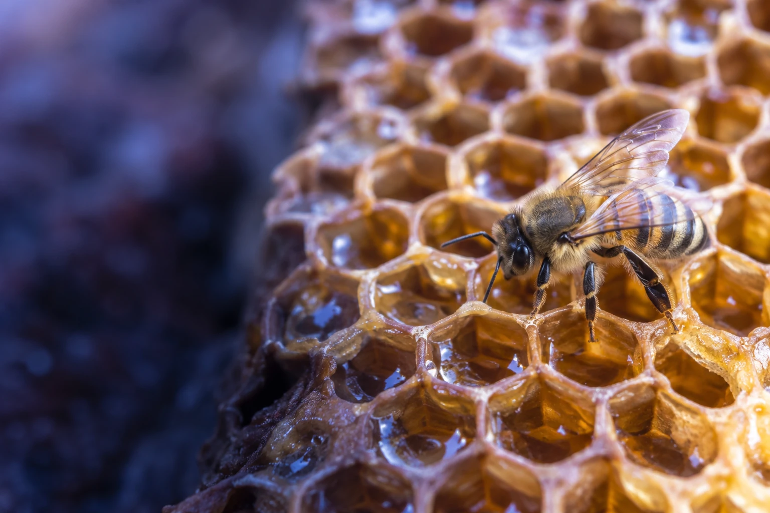 Alvéoles hexagonales d'un rayon de miel en gros plan, abeille posée