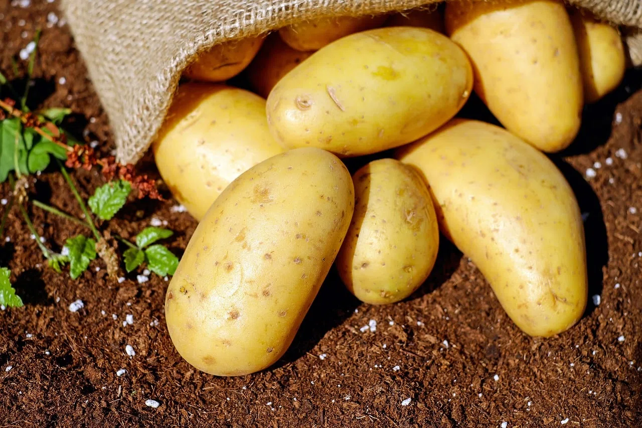 Qu'est-ce qu'un tubercule ?