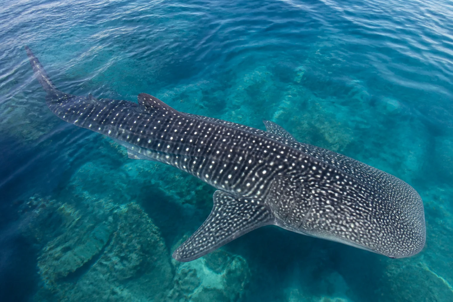 Requin baleine tacheté nageant près de la surface dans une eau turquoise, le plus grand poisson du monde