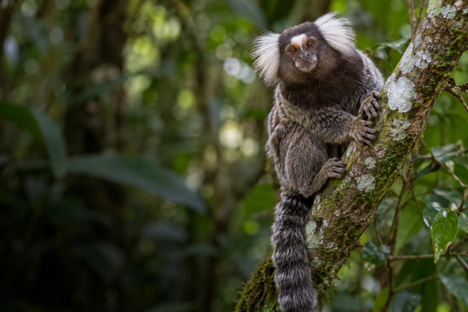 Ouistiti aux touffes d'oreilles blanches agrippé à une branche