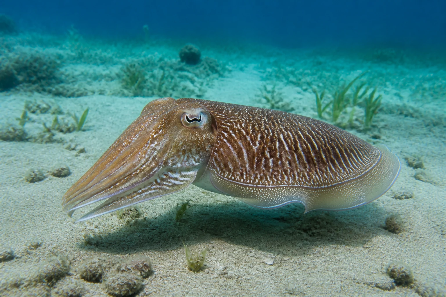 Une seiche nageant près d'un fond sableux, ses motifs de camouflage visibles sur sa peau