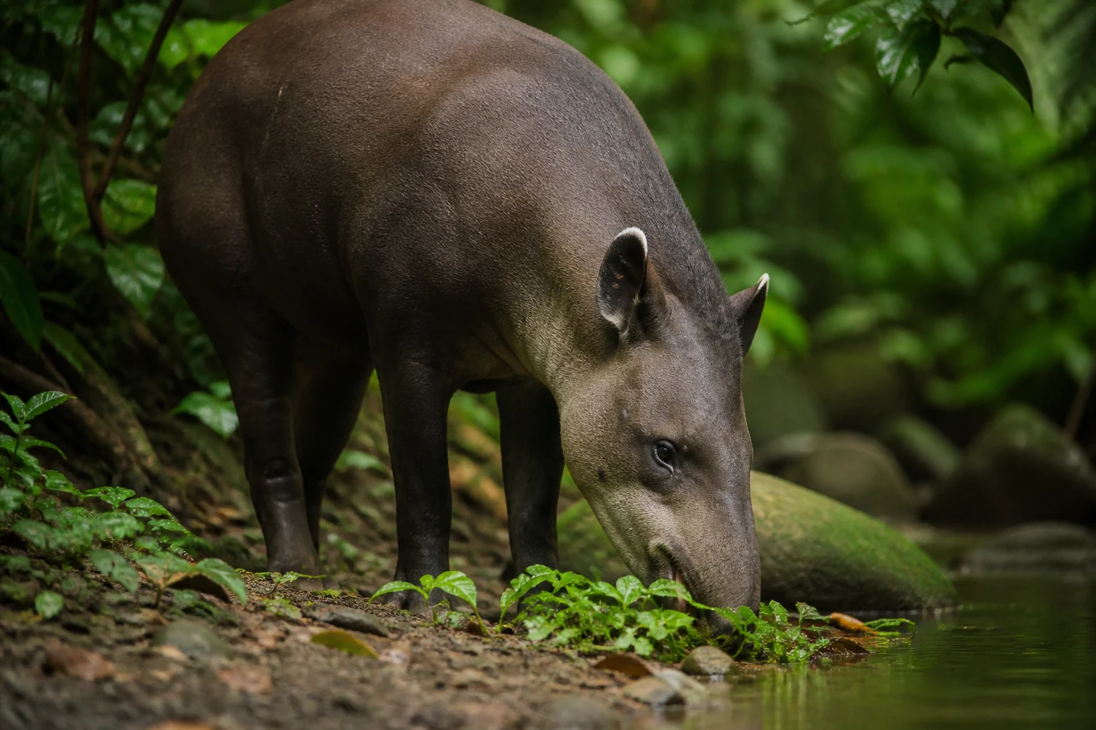 Un tapir adulte au museau en courte trompe près d'un point d'eau en forêt tropicale