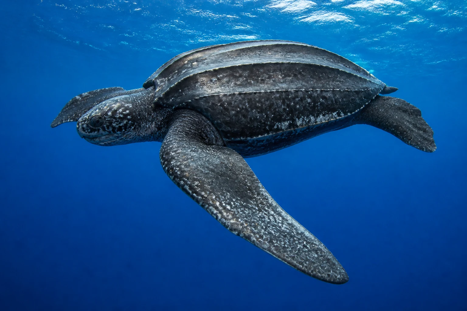 Une tortue luth adulte nageant en pleine eau, sa dossière cuirassée visible de dos
