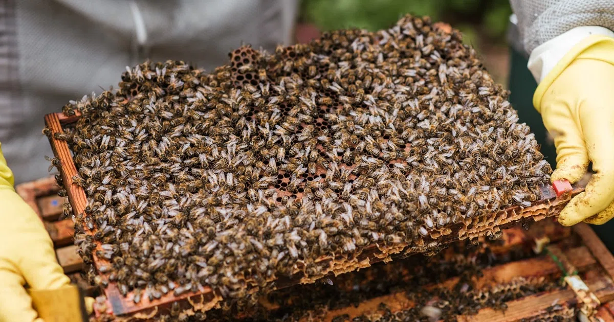 Le varroa destructor : Qu'est-ce que c'est ?