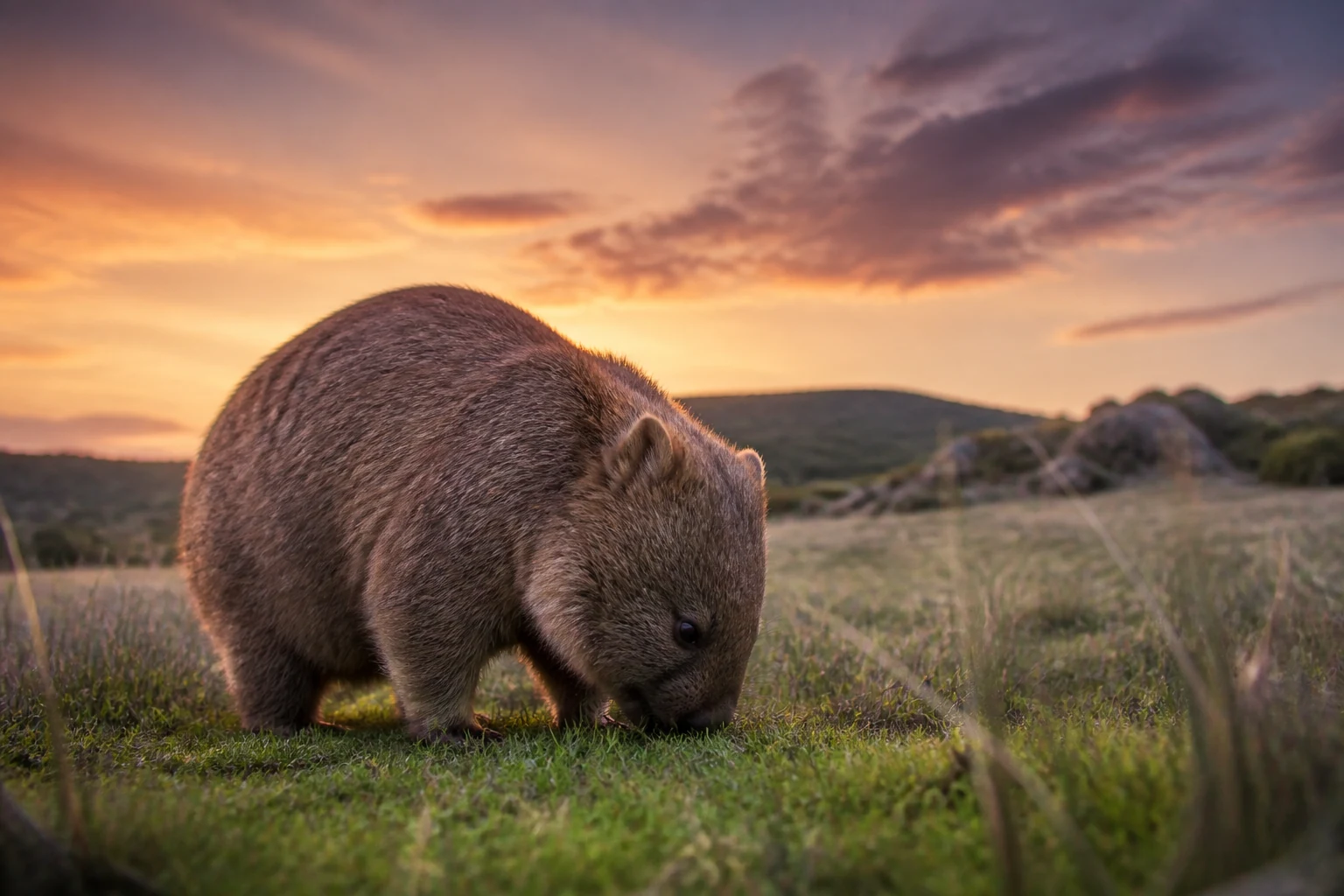 Un wombat, marsupial australien fouisseur, devant l'entrée de son terrier