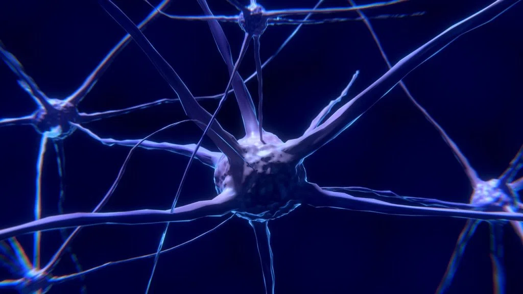 neurotransmetteurs