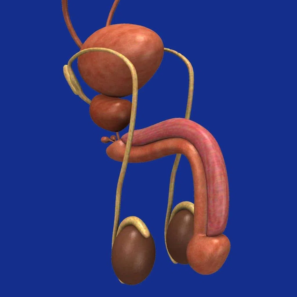 anatomie de l'organe sexuel masculin