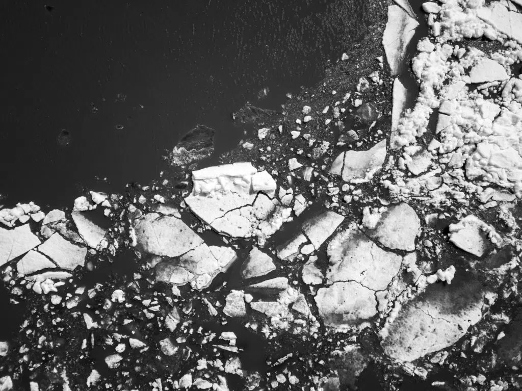 Animaux en voie de disparition Changement climatique