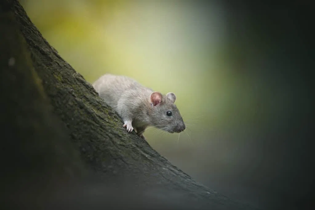 Animaux en voie de disparition espèces envahissante