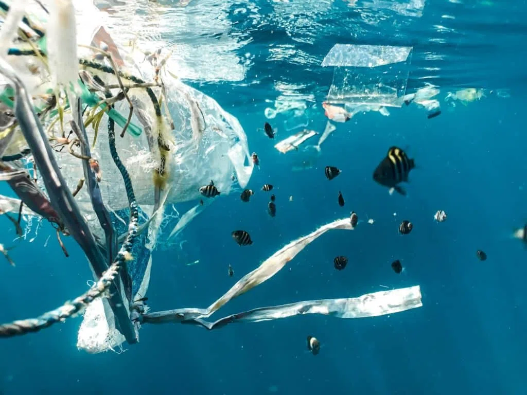 Animaux en voie de disparition Pollution