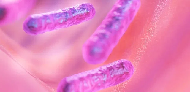 bacteries