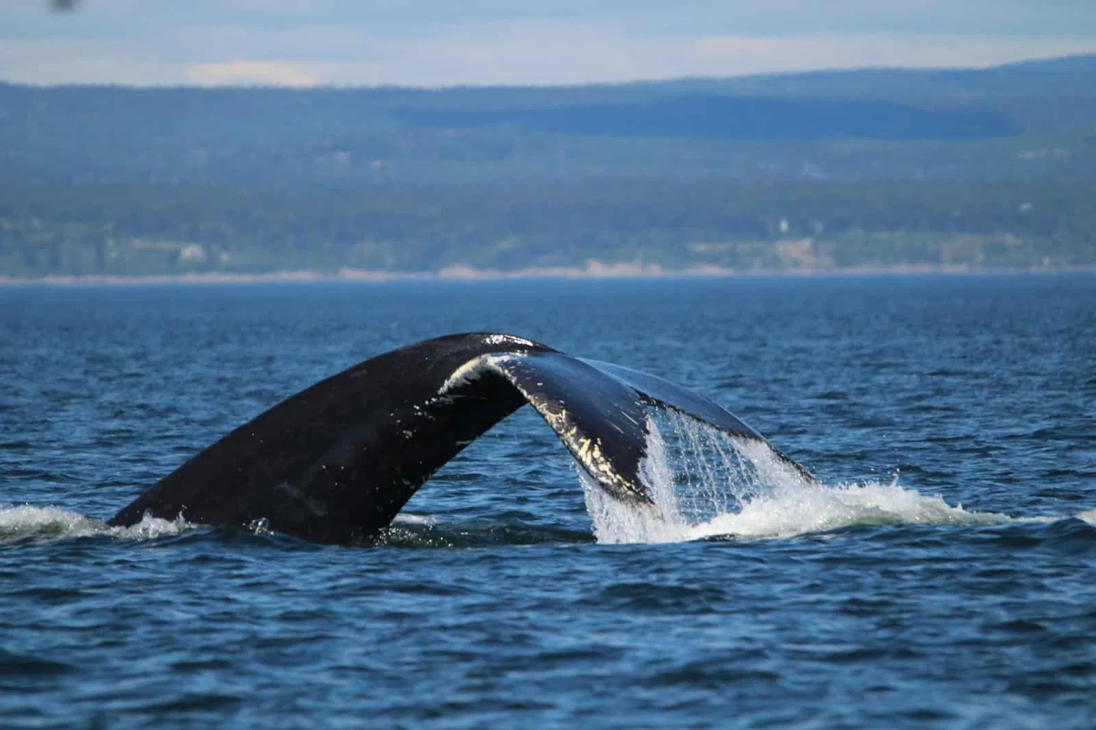 baleine et ultrasson