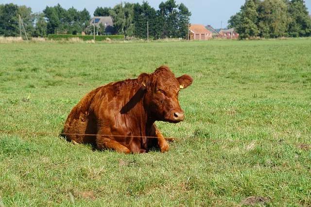 boeuf