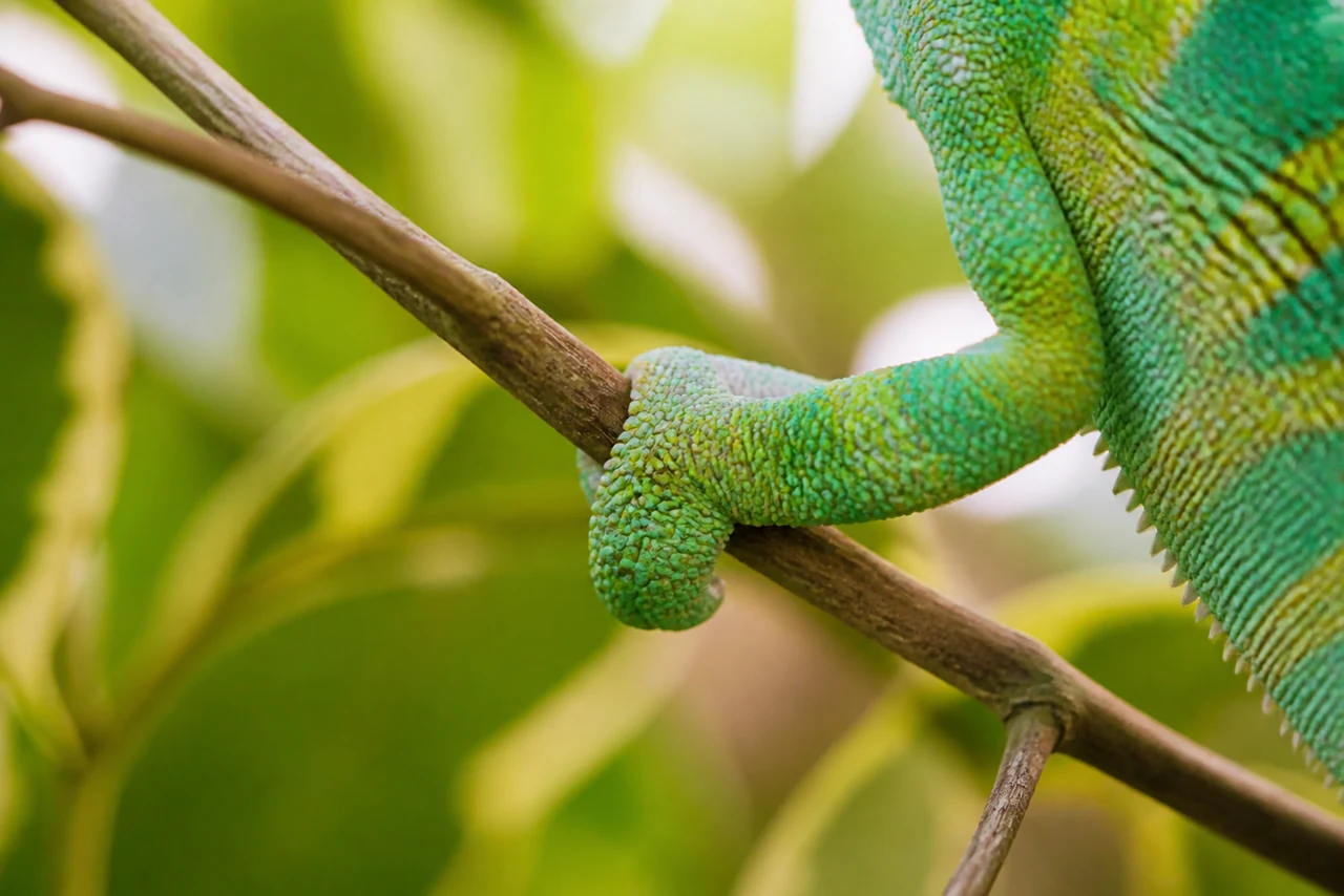 Gros plan sur la tête d’un caméléon montrant ses yeux indépendants et sa peau colorée