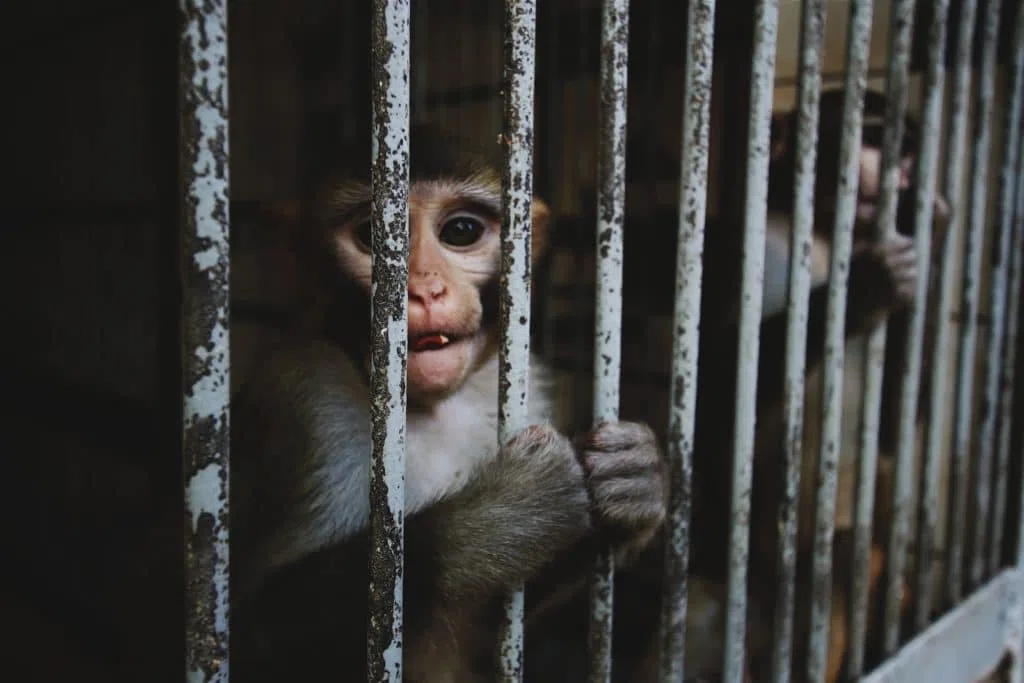 Cause animale définiton Principes Fondamentaux