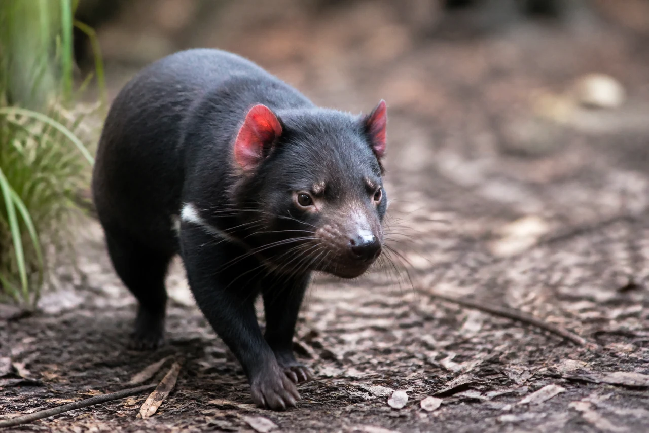 Diable de Tasmanie montrant ses mâchoires puissantes