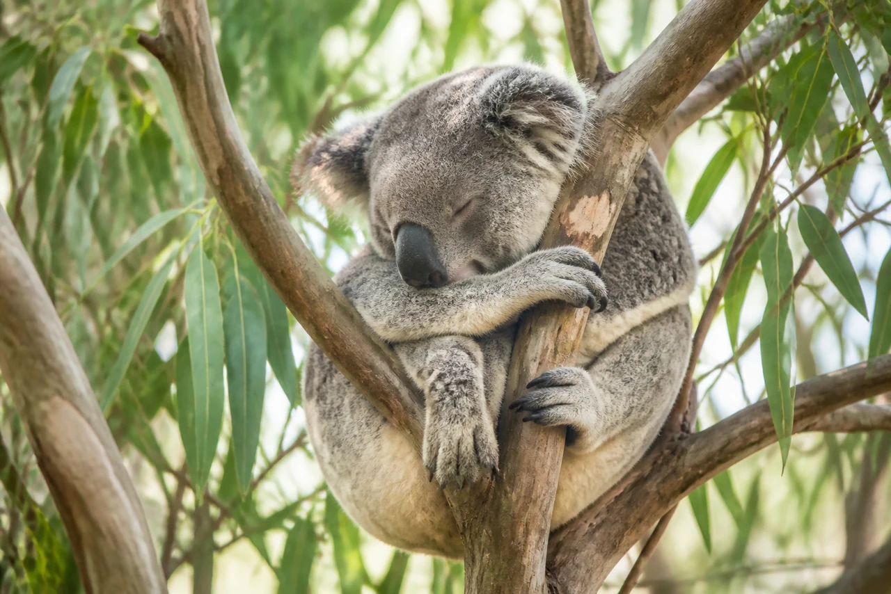 Koala au repos dans la fourche d’un arbre d’eucalyptus