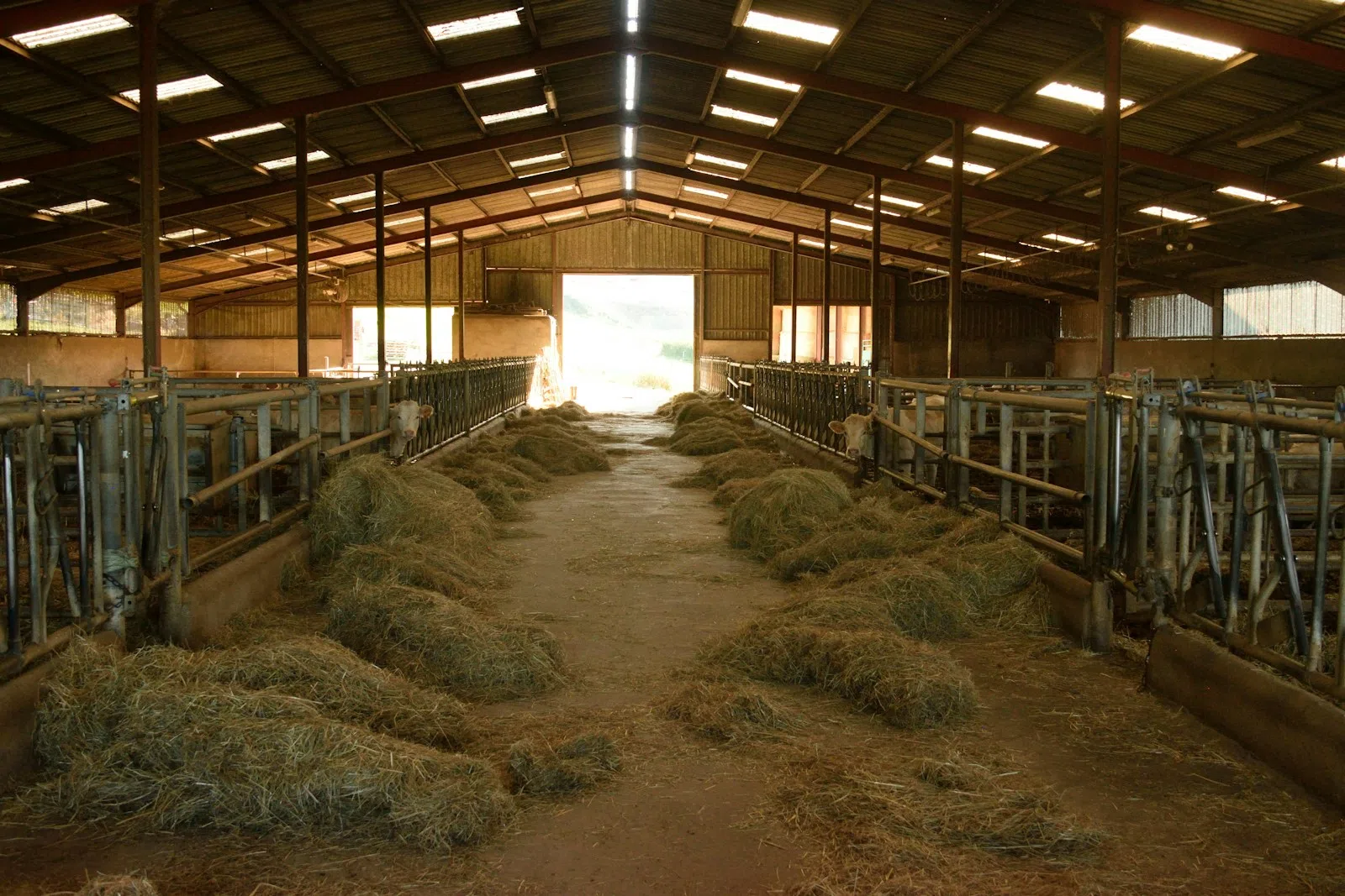 la prise en compte des conditions d'élevage dans le bien-être animal