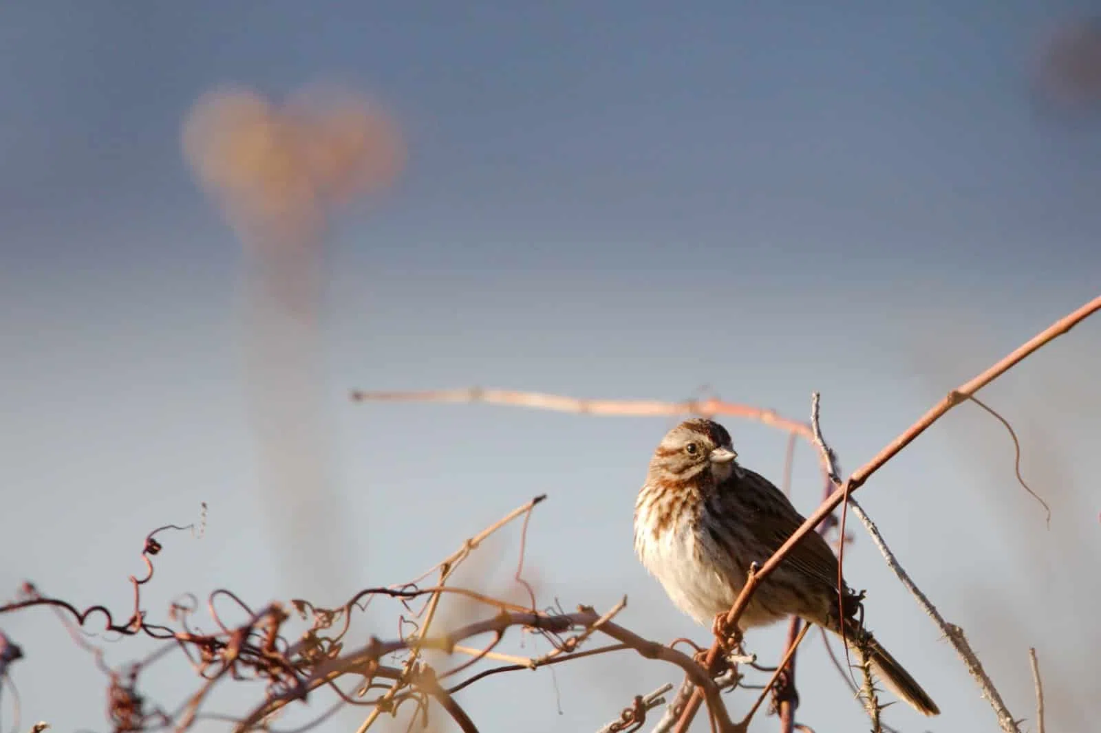 le langage des oiseaux et leur chant