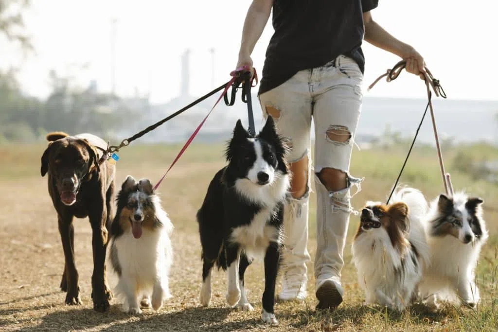 L'importance de comprendre les besoins du chien