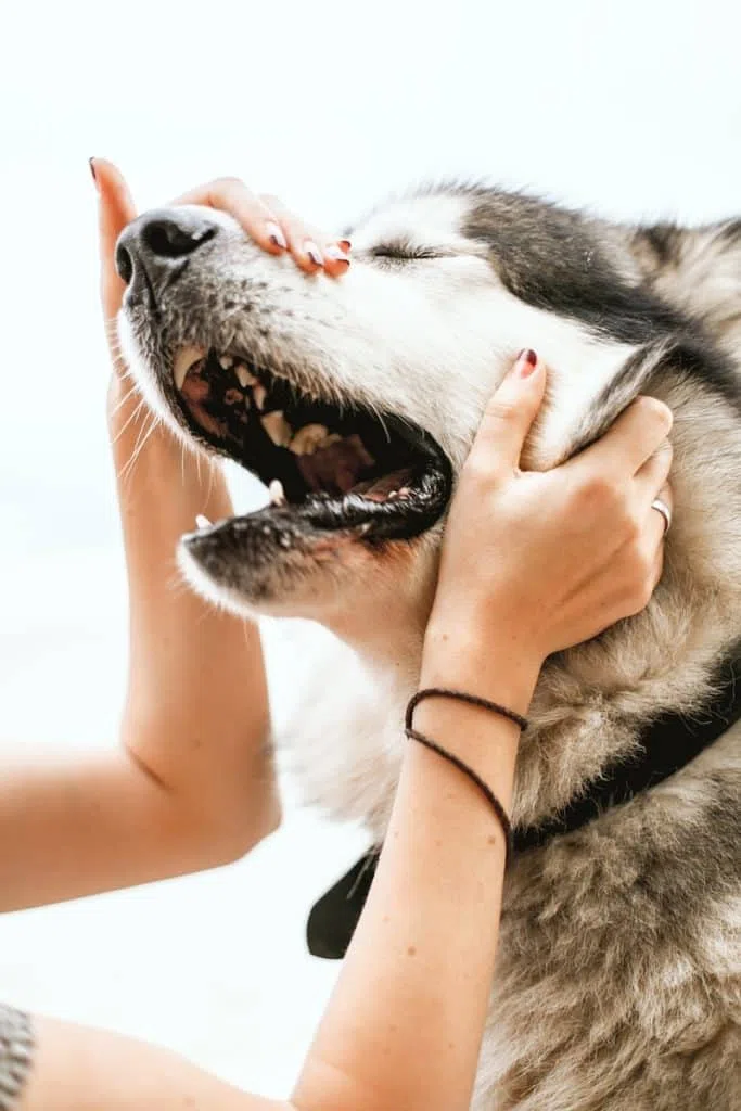 mediateur entre l'homme et l'animal