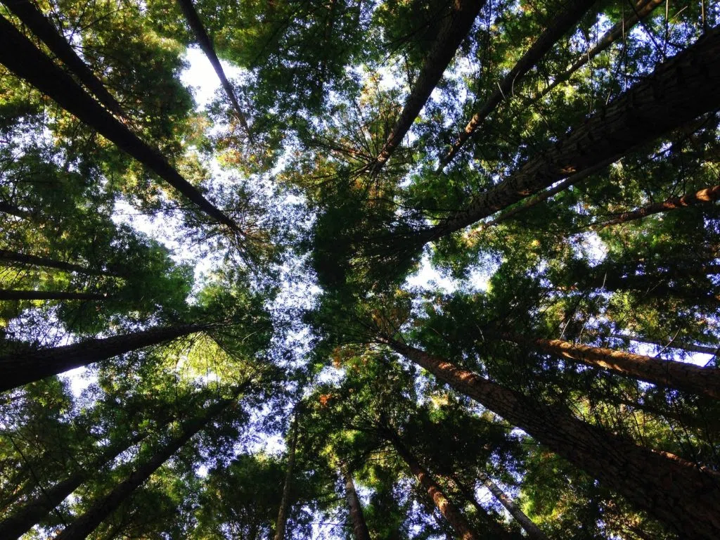 Pourquoi etre vegan Raison environnemental