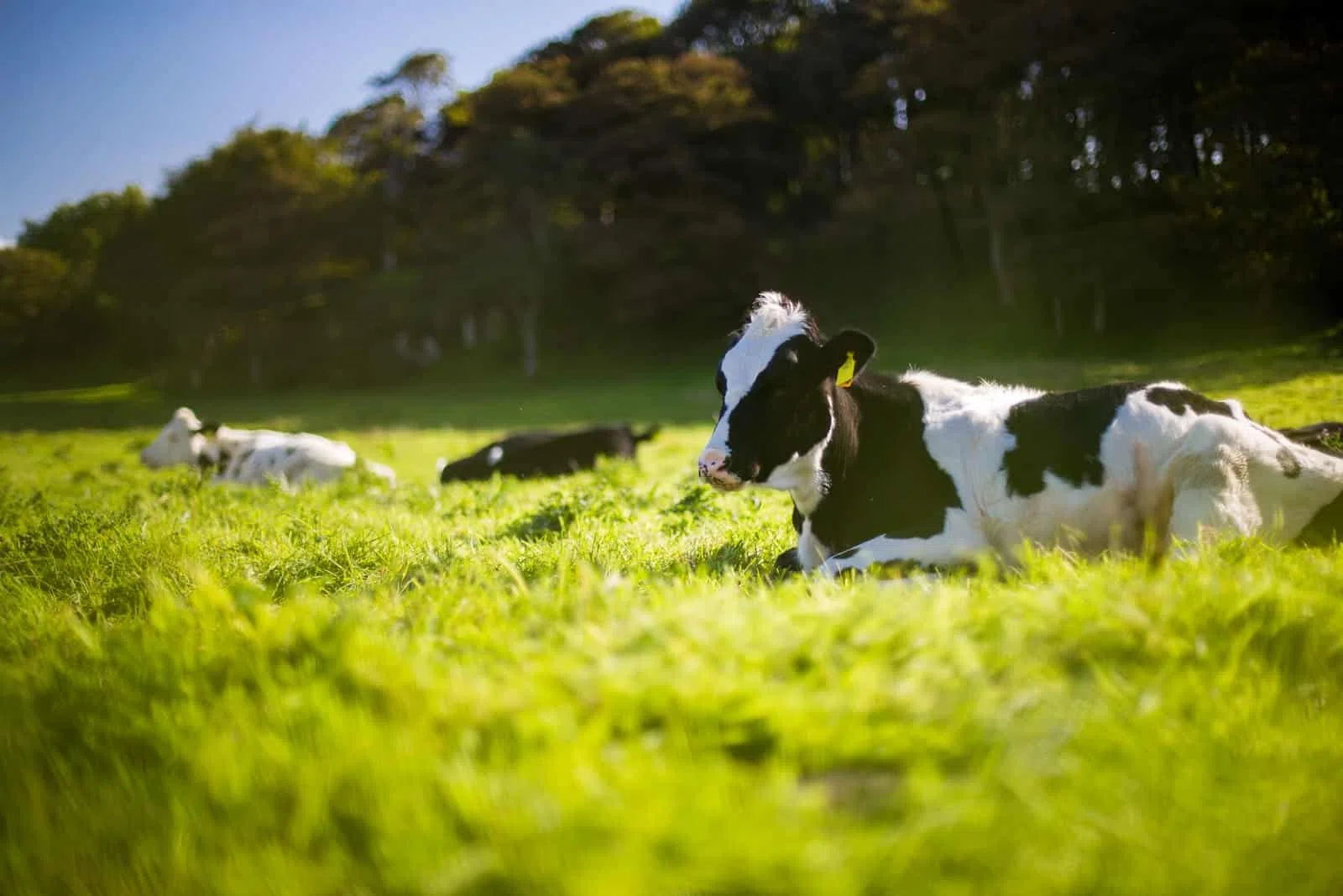 Pourquoi etre vegan Raison éthique