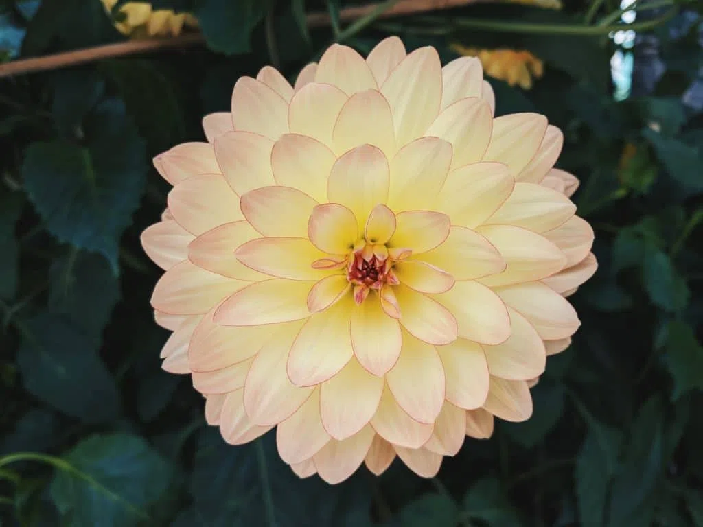 Tubercules de dahlia, un exemple de racines tubérisées