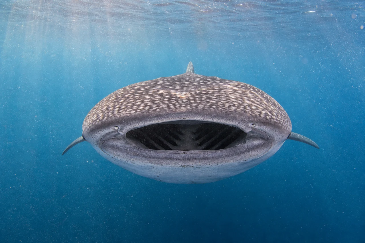 Gros plan sur la peau tachetée et la large bouche d’un requin baleine en train de filtrer le plancton