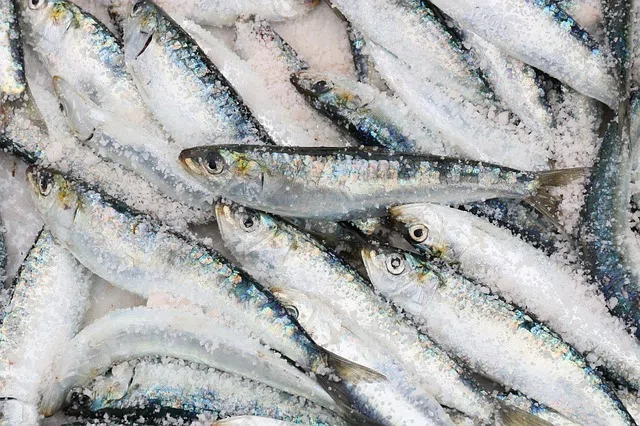 sardines a consommer au portugal