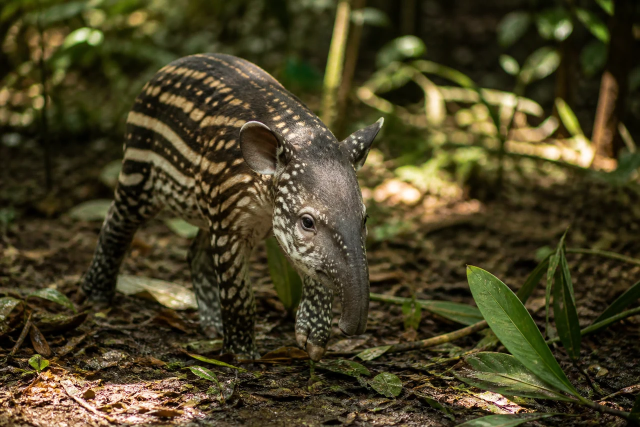 Jeune tapir à la robe rayée et tachetée dissimulé dans le sous-bois
