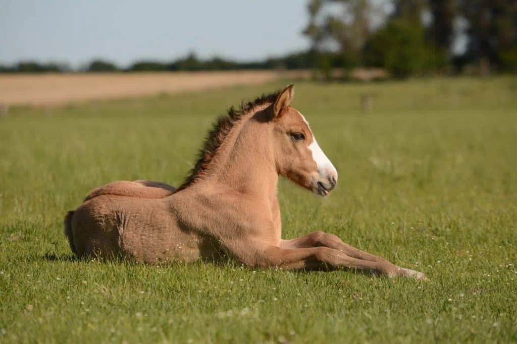 une mazette est aussi un cheval