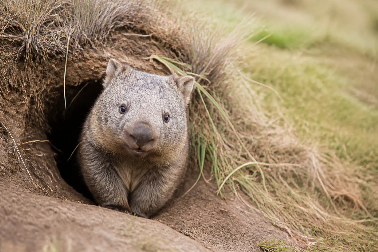 Wombat trapu marchant sur un sol herbeux en Australie