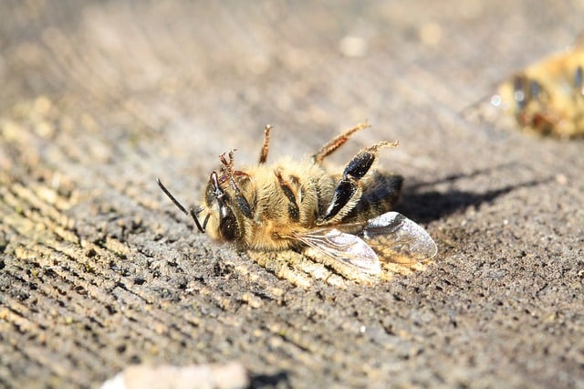 extinction des colonies d abeilles