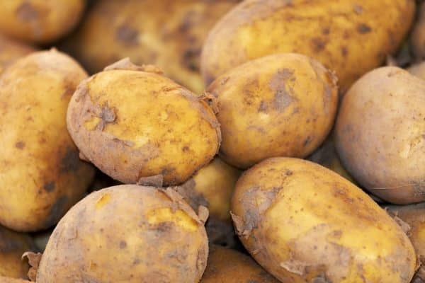 pommes de terre du jardin
