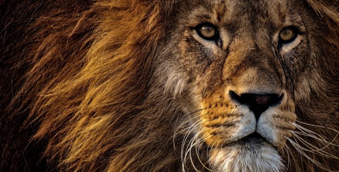Combien y a-t-il d'animaux sur Terre