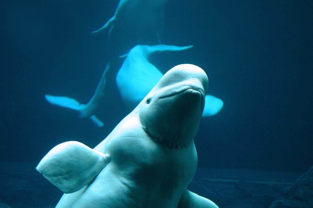 béluga en eau sous-marine